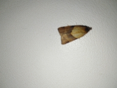 Philedone gerningana