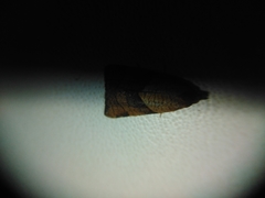 Philedone gerningana