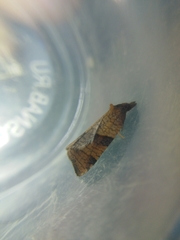 Philedone gerningana