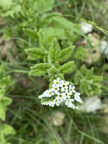 Common String-of-Stars