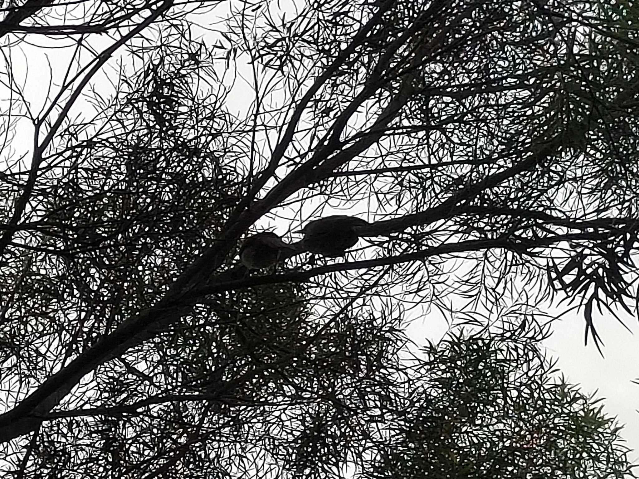 Masked Laughingthrush
