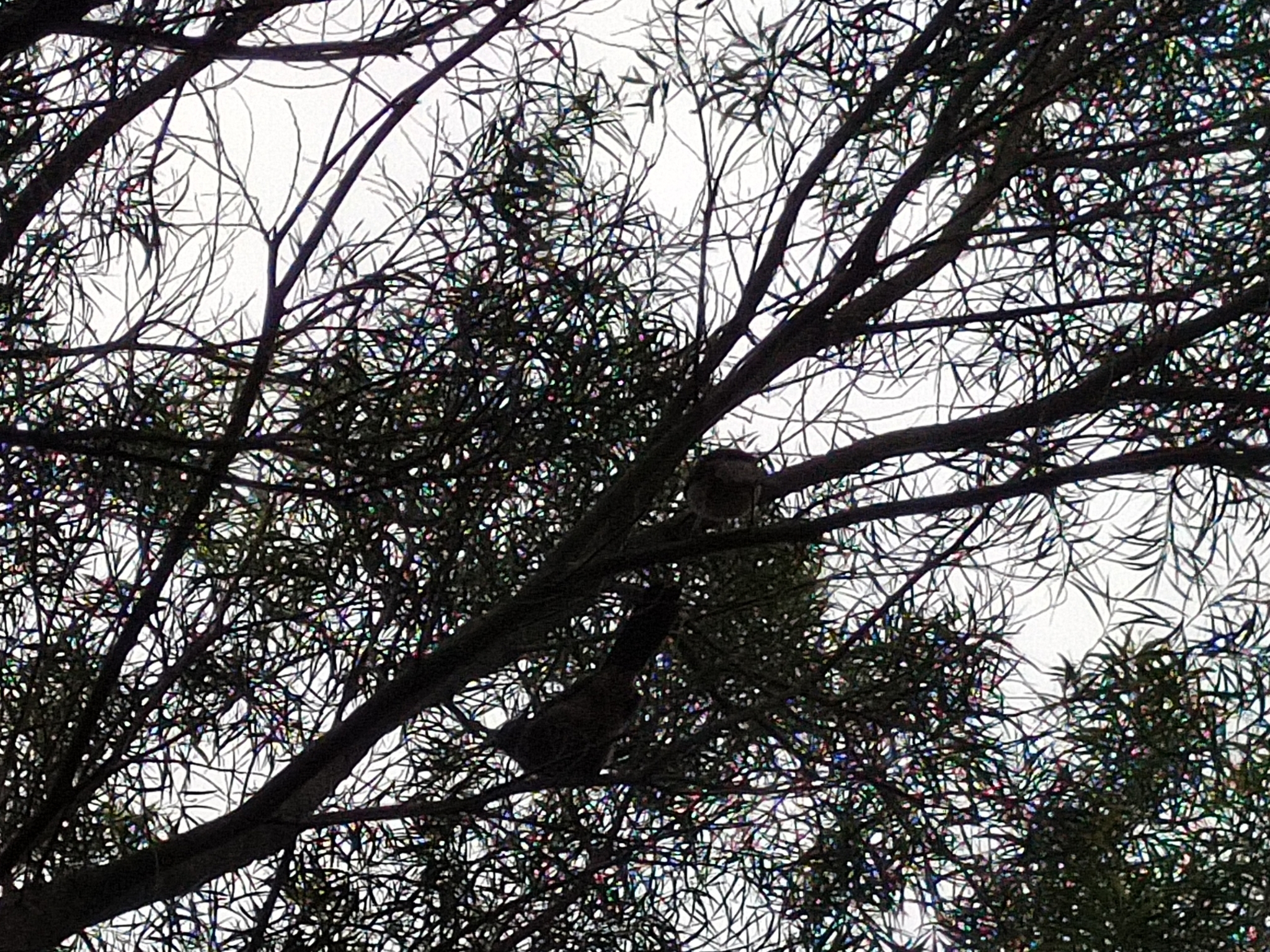 Masked Laughingthrush