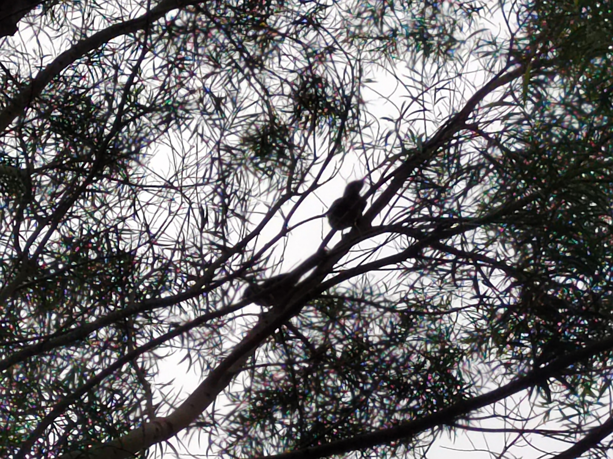 Masked Laughingthrush