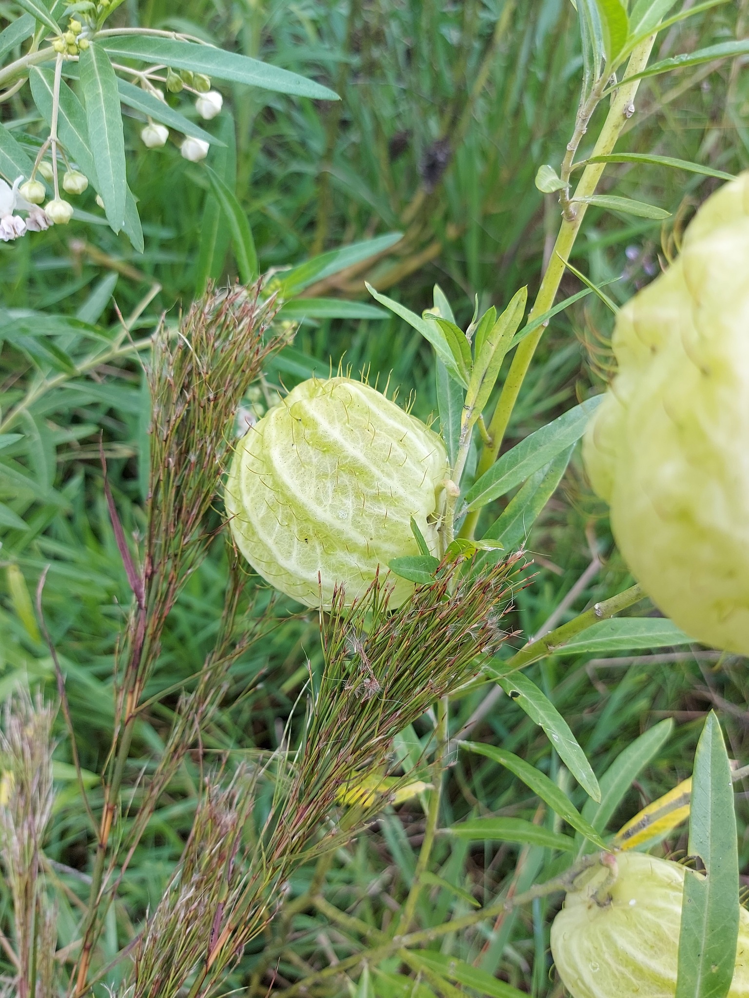 Gomphocarpus physocarpus