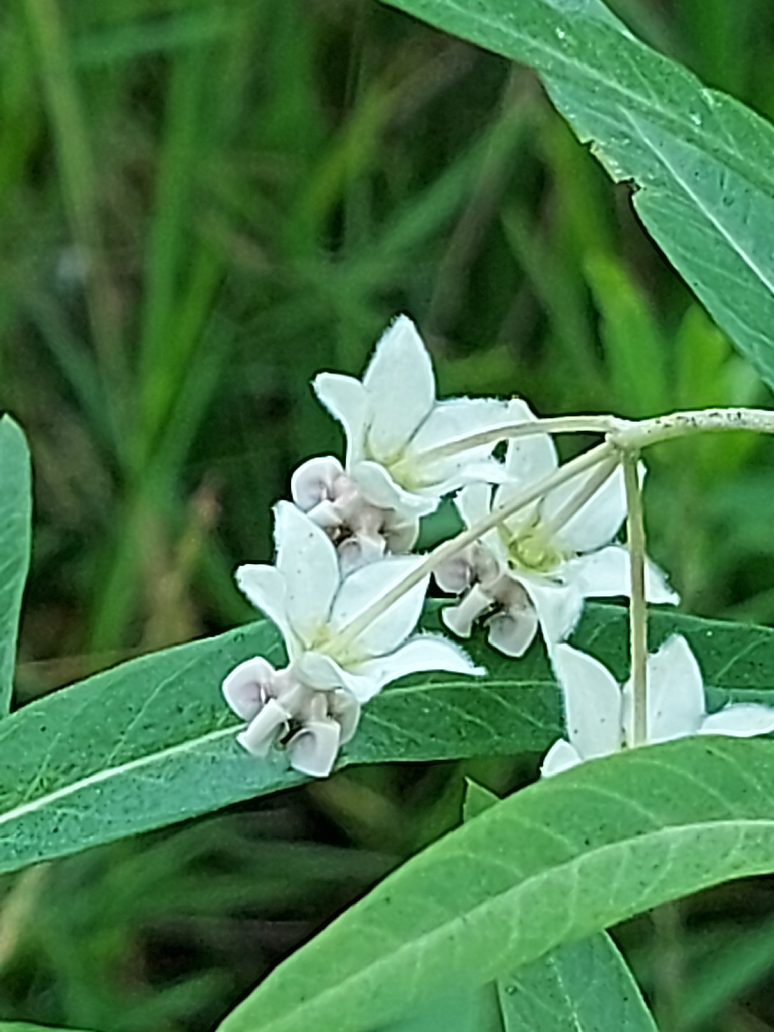 Gomphocarpus physocarpus