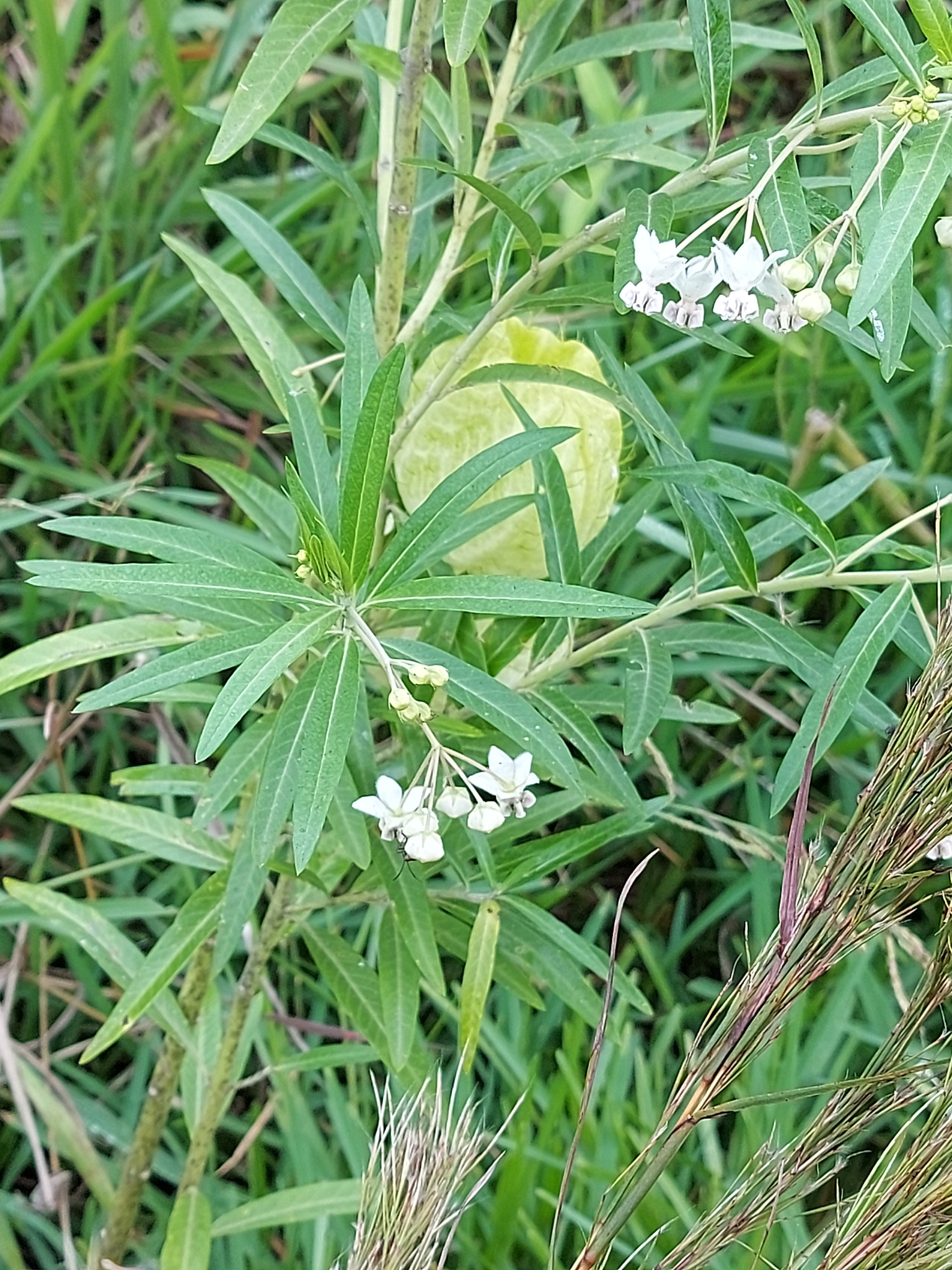 Gomphocarpus physocarpus