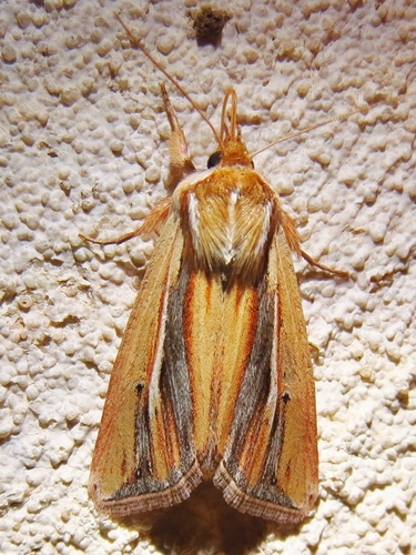 Wheat Head Armyworm photo 5