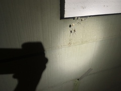Latrodectus geometricus