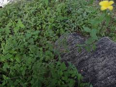 Haplophyton cimicidum