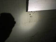 Latrodectus geometricus