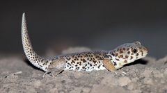 Frog-Eyed Gecko photo 3