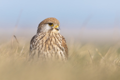 Common Kestrel photo 3