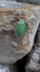 Chlorocoris rufopictus