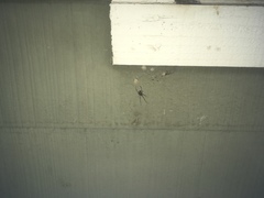 Latrodectus geometricus