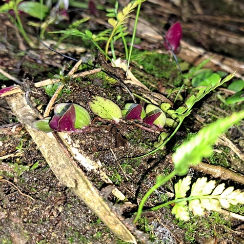 Tradescantia mundula, photograph 6