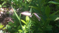 Cleistesiopsis bifaria