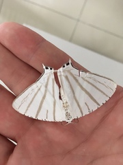 Urapteroides astheniata