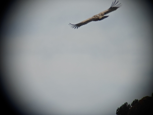 Himalayan Griffon