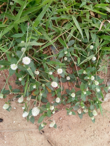 Gomphrena celosioides image