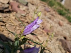 Penstemon lyallii