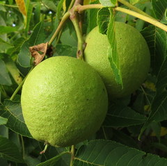 Juglans nigra