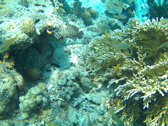 Pseudanthias huchtii