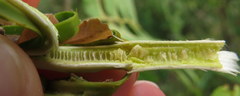 Juglans nigra