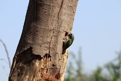 Psilopogon haemacephalus