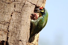 Psilopogon haemacephalus