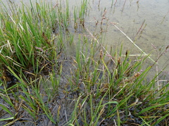 Carex aquatilis stans