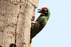 Psilopogon haemacephalus