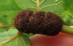 Aceria caulis
