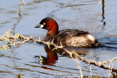 Tachybaptus ruficollis