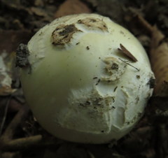 Amanita