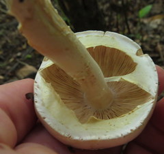 Amanita