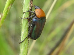 Leucocelis haemorrhoidalis
