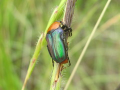 Leucocelis haemorrhoidalis