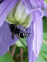 Ancistrocerus waldenii