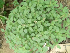 Ocimum americanum