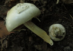 Amanita