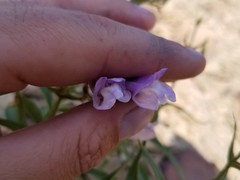 Penstemon lyallii