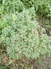 Ocimum americanum