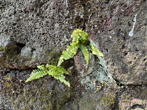 Asplenium incisum, photograph 4