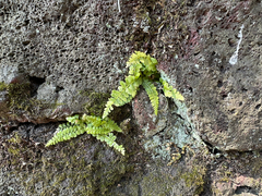 Asplenium incisum, photograph (c) Yoshihiro Tokue, some rights reserved (CC BY)