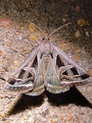 Callistege intercalaris