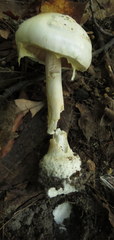 Amanita