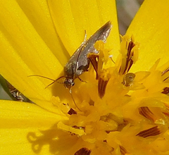 Scythris