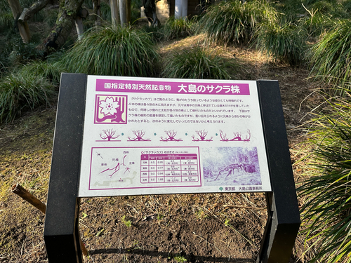 Prunus speciosa, photograph 2
