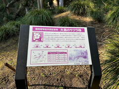 Prunus speciosa, photograph (c) Yoshihiro Tokue, some rights reserved (CC BY)