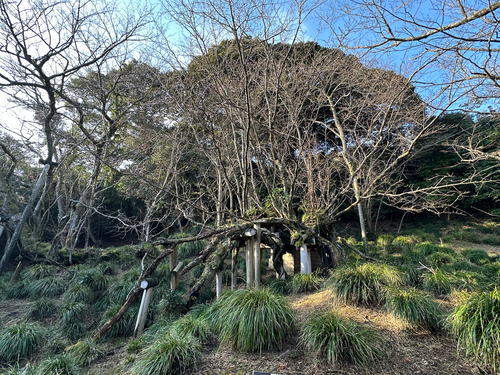 Oshima cherry (Prunus speciosa)